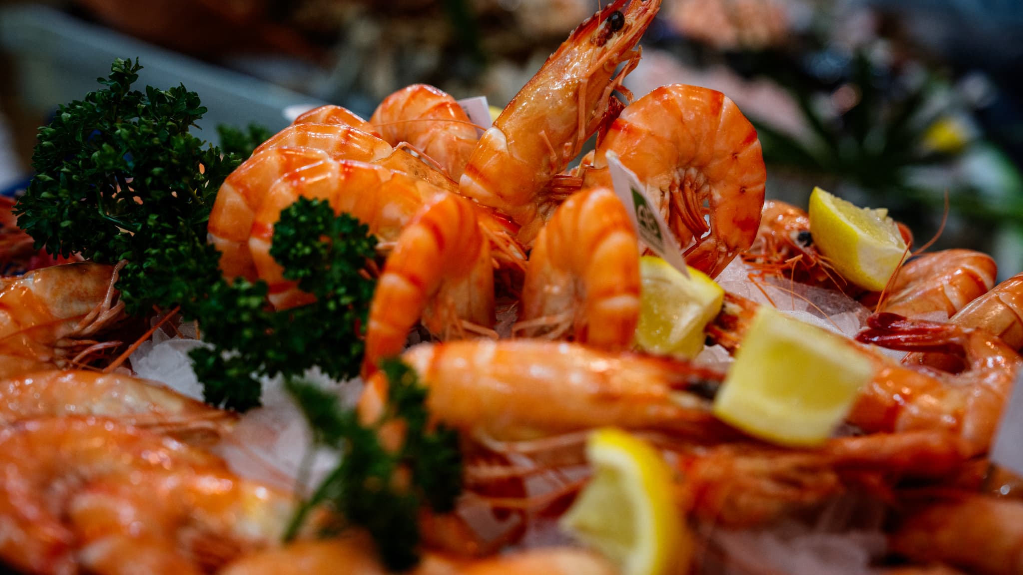 Shrimps, lobsters... The study draws attention to the concentration of eternal pollutants in seafood