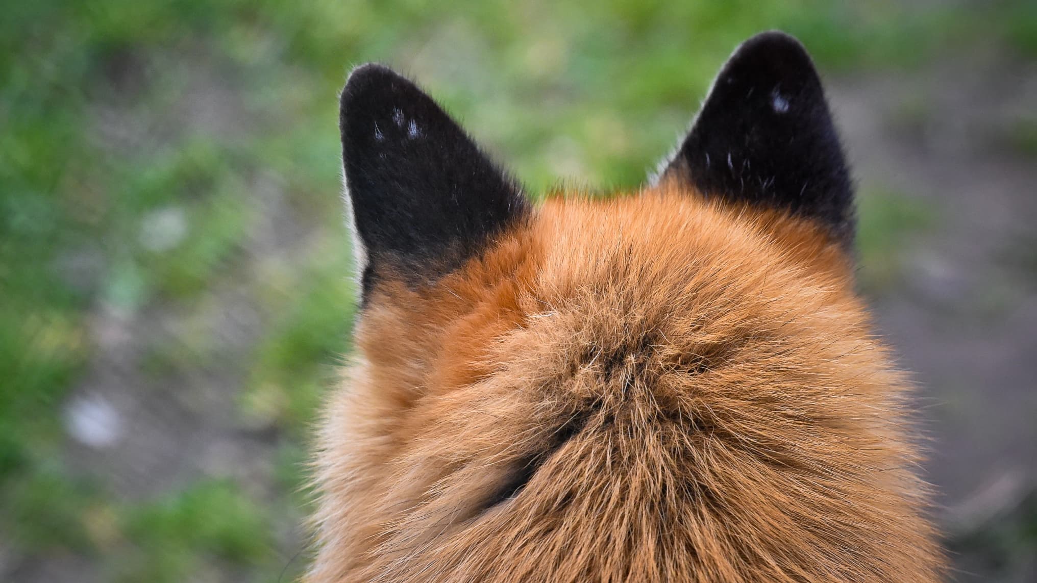 The study shows that the fox may have been domesticated as a pet